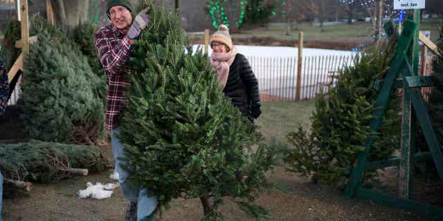 Larry Gurnee carries a $55 Christmas tree he selected with his wife at a Rotary Club tree sale on Dec. 14, 2022, in South Portland, Maine. Americans are still buying Christmas trees despite inflation raising the prices.