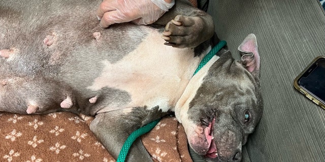 "Sweet" and "gentle" Coco enjoys belly scratches. She's awaiting a new home.