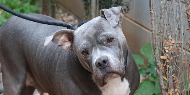 Coco, an 10-year-old Pitbull terrier, is in desperate need of a home. He's currently at Charlotte-Mecklenberg Animal Services in Charlotte, North Carolina.