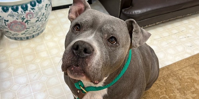 Coco is among more than 200 other animals hoping to be adopted at CMPD Animal Care & Control in Charlotte.