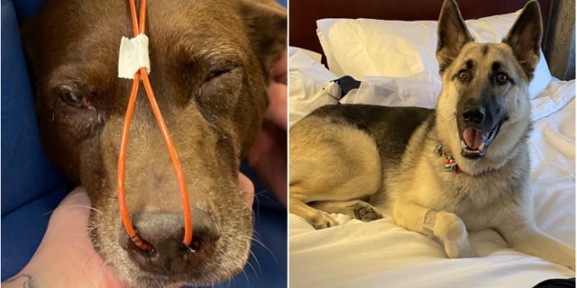 A quick thinking postal worker is being praised for helping save 2 dogs trapped in a house fire