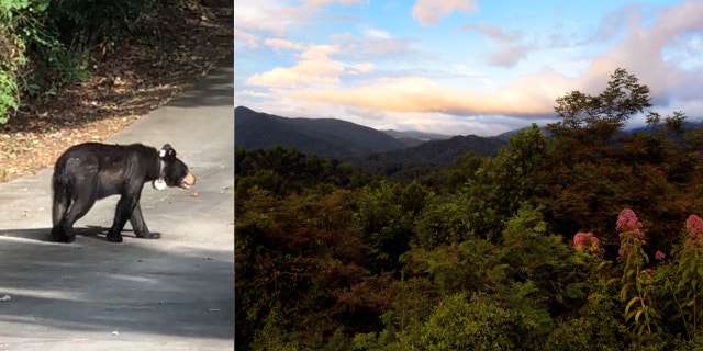 (Left) Bear 609 (Right) Cherokee National Forest