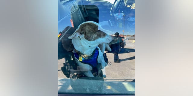 The Kilgore Police Department said an unsupervised dog managed to put his owner's vehicle in motion and caused a crash at a local Walmart. 