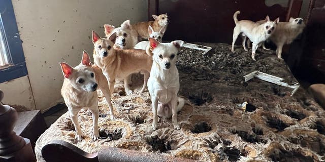 Over 75 dogs were rescued from an abandoned home on Monday and transported to a shelter for treatment.
