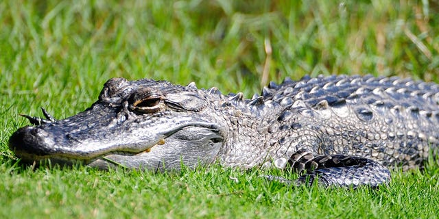 An alligator rests on grass in Florida.