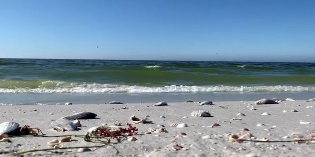 Mass groups of dead bait fish washed up on St. Pete Beach and other beaches in Pinellas County, Florida, in early December. Red tide, a harmful algal bloom that produces toxins that are deadly to marine life, was found to be the cause.