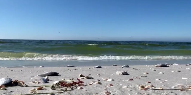 Mass groups of dead bait fish washed up on St. Pete Beach and other beaches in Pinellas County, Florida, in early December. Red tide, a harmful algal bloom that produces toxins that are deadly to marine life, was found to be the cause.