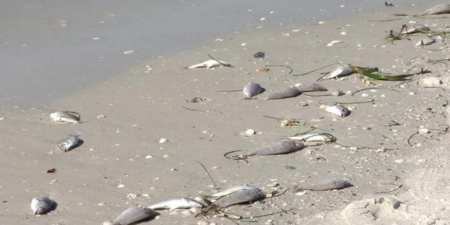Approximately 1,500 pounds of dead fish was removed from St. Pete Beach as authorities responded to a recent red tide fish kill.