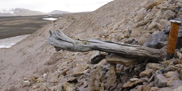 A two million-year-old trunk from a larch tree is stuck in the permafrost within the coastal deposits at Kap Kobenhavn, Greenland. The tree was carried to the sea by the rivers that eroded the former forested landscape. 