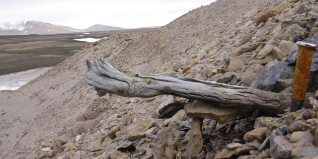 A two million-year-old trunk from a larch tree is stuck in the permafrost within the coastal deposits at Kap Kobenhavn, Greenland. The tree was carried to the sea by the rivers that eroded the former forested landscape.