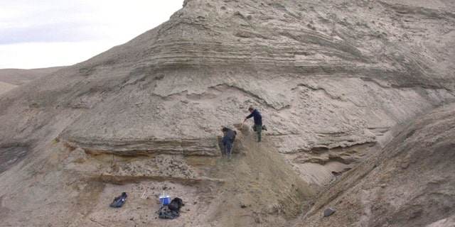 Professors Eske Willerslev and Kurt H. Kjaer expose fresh layers for sampling of sediments at Kap Kobenhavn, Greenland. 