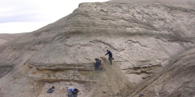 Professors Eske Willerslev and Kurt H. Kjaer expose fresh layers for sampling of sediments at Kap Kobenhavn, Greenland.