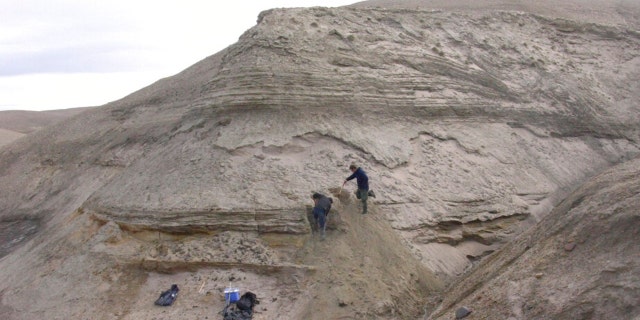 Professors Eske Willerslev and Kurt H. Kjaer expose fresh layers for sampling of sediments at Kap Kobenhavn, Greenland. 