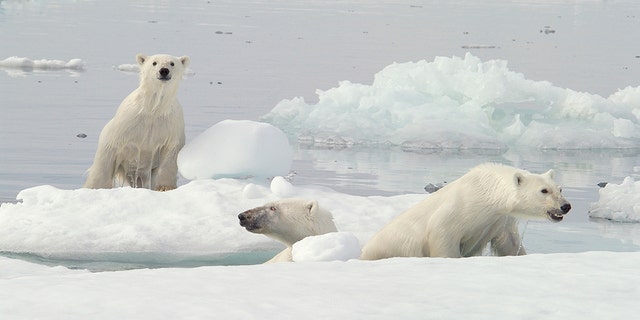Mother Polar Bear (ursus maritimus) with cubs on ice in sub-arctic Wager Bay near Hudson Bay, Churchill area, Manitoba, Northern Canada
