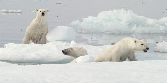 Several polar bears