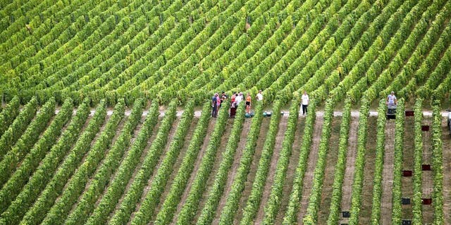 Harvesters collect Chardonnay grapes for Champagne wine in a vineyard, in Montgueux, central France, on Aug. 23, 2022.