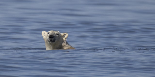 Een ijsbeer zwemt op 9 augustus 2022 langs de Hudson Bay-kust bij Churchill om een ​​beluga-walvis te vangen. 