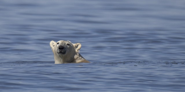 Um urso polar nada para pegar uma baleia beluga ao longo da costa da Baía de Hudson, perto de Churchill, em 9 de agosto de 2022. 