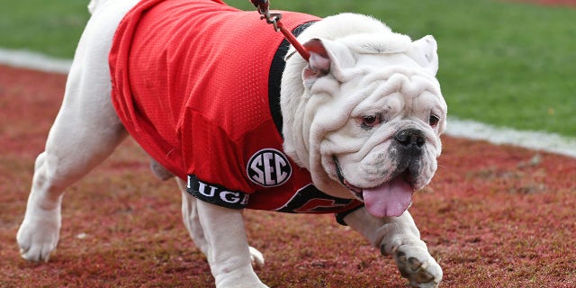 Georgia Bulldogs mascot UGA X walks on the field during a game between the Georgia Tech Yellow Jackets and Georgia Bulldogs Nov. 26, 2022, at Sanford Stadium in Athens, Ga. 