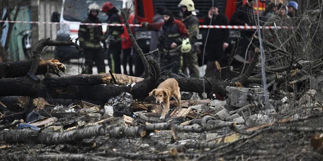 Seekor anjing berjalan di antara puing-puing rumah yang hancur akibat serangan rudal di pinggiran Kyiv, pada 29 Desember 2022, menyusul serangan rudal Rusia di Ukraina.