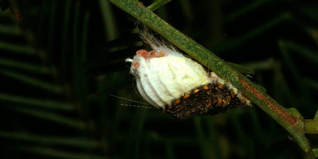 Cottony cushion scale (Icerya purchasi), on its native Acacia food plant. Australian insect accidentally introduced to California in 19th century, where it devastated the citrus industry. The Australian ladybird Rodolia cardinalis was introduced to control it, with rapid success. Occurs worldwide where citrus crops grow.