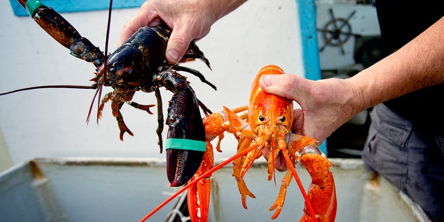 A normal looking lobster next to a bright orange lobster that was caught while fishing in deepwater canyons in the Gulf of Maine, July 22, 2015.