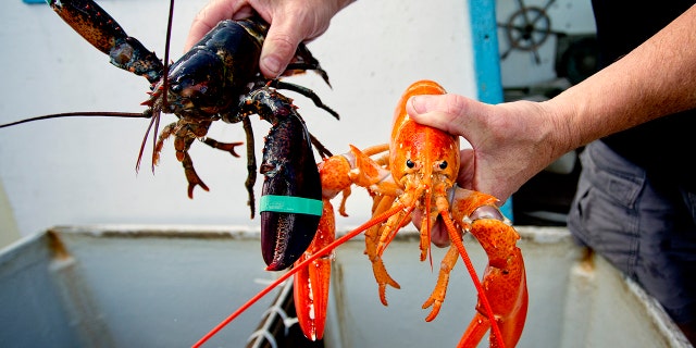 PORTLAND, ME - JULY 22: A normal looking lobster next to a bright orange lobster that was caught while fishing in deepwater canyons in the Gulf of Maine with his steersman Brian Skillings Wednesday, July 22, 2015. 