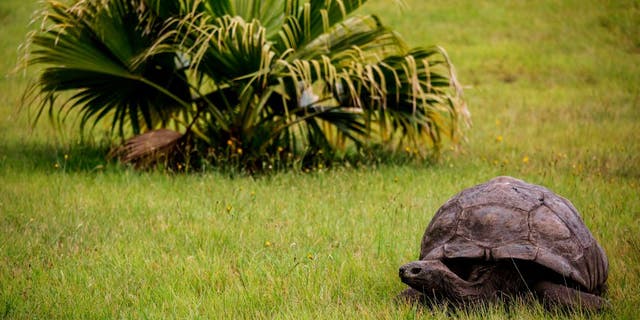 Jonathan, a Seychelles giant tortoise, believed to be the oldest reptile living on earth with, at the alleged age of 185 years on October 20, 2017 in Saint Helena. 