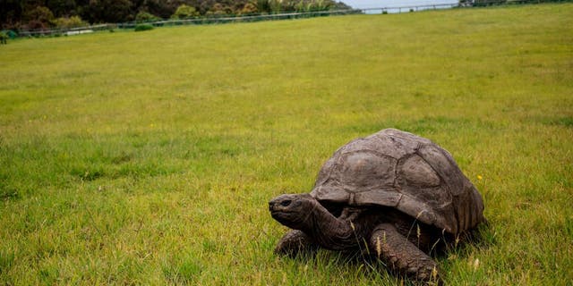 Jonathan the tortoise celebrates 190th birthday, oldest living land animal | Fox News Jonathan the tortoise celebrates 190th birthday, oldest living land animal | Fox News