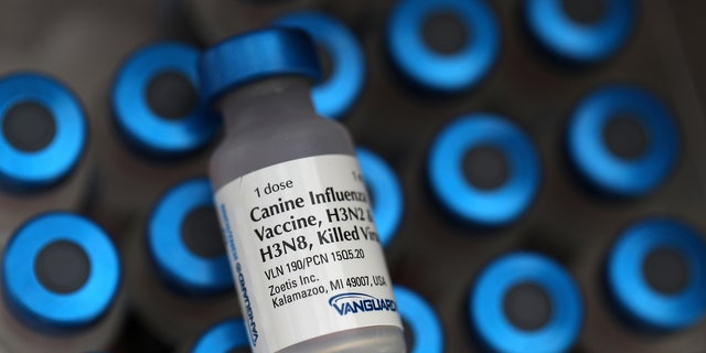 Vials of canine influenza vaccine sit on a table at Los Gatos Dog and Cat Hospital on January 25, 2018 in Los Gatos, California. Veternarians have seen a surge in dog owners seeking to have their dogs immunized for "dog flu" after reports that the highly contagious canine influenzaÑH3N2 and H3N8Ñis rapidly spreading. 