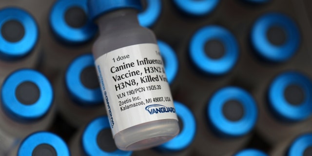 Vials of canine influenza vaccine sit on a table at Los Gatos Dog and Cat Hospital on January 25, 2018 in Los Gatos, California. Veternarians have seen a surge in dog owners seeking to have their dogs immunized for "dog flu" after reports that the highly contagious canine influenzaÑH3N2 and H3N8Ñis rapidly spreading.