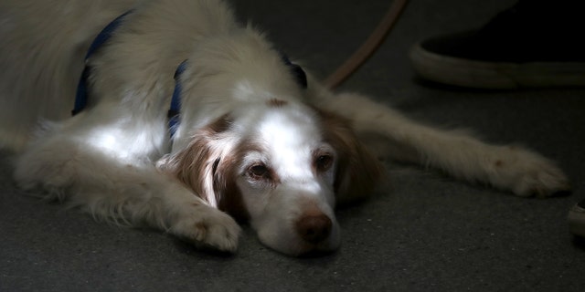 A dog waits to be seen at Los Gatos Dog and Cat Hospital on January 25, 2018 in Los Gatos, California.