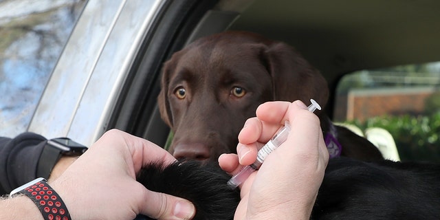 is the dog flu shot safe