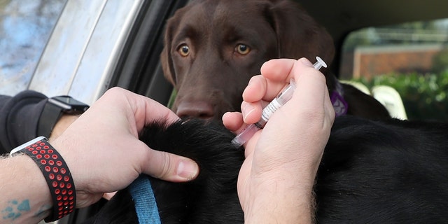 A dog looks on as veterinarian technician Justin Jones gives a canine influenza immunization at Los Gatos Dog and Cat Hospital.