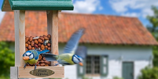 Two blue tits (Cyanistes caeruleus/Parus caeruleus) can be seen eating peanuts and seeds from a bird feeder.