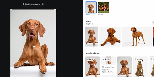 A computer screenshot of a Google search for dogs.