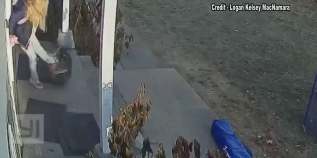 Madre de Connecticut salva a su hija del ataque de un mapache rabioso y arroja un animal al jardín