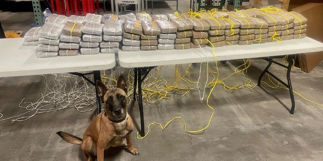 K-9 Mina alerted officers to an odor of drugs in the semi-trailer, leading to the seizure of 130 kilos of suspected cocaine valued at $13 million, authorities said.