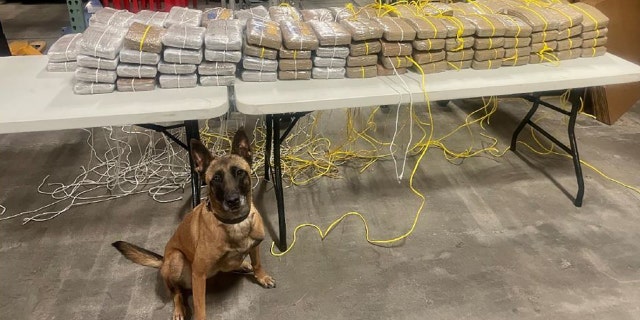 K-9 Mina alerted officers to an odor of drugs in the semi-trailer, leading to the seizure of 130 kilos of suspected cocaine valued at $13 million, authorities said.