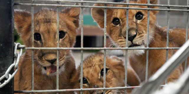 Lion cubs that were rescued from the war in Ukraine by the International Fund for Animal Welfare adjust to their new home at The Wildcat Sanctuary, on Nov. 30, 2022, in Sandstone, Minnesota. The cubs were born in Ukraine at breeding facilities.