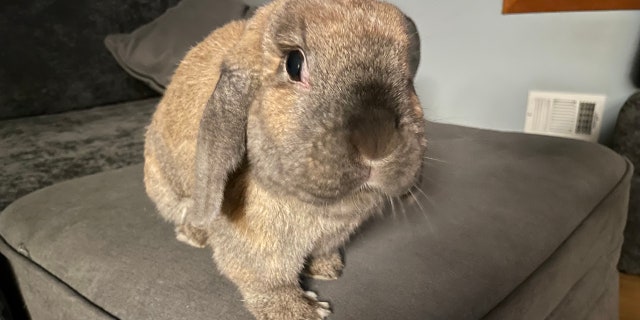 Bunnies "make wonderful indoor pets. They are adorable and brimming with personality," one website devoted to the animal notes. Many owners try to give them the run of the house for at least part of the day. In the U.S., rabbits are the sixth most popular pet, according to one source.