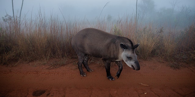 Under a harvest moon on a hazy morning in Brazil’s Emas National Park, a lowland tapir known to park staff as Preciosa ambles down a road.