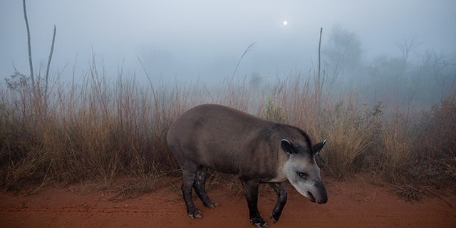 Under a harvest moon on a hazy morning in Brazil’s Emas National Park, a lowland tapir known to park staff as Preciosa ambles down a road.