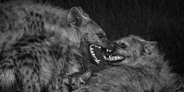 Photographed at night with an infrared camera, a spotted hyena that scientists nicknamed Palazzo submissively grins and lays her ears back as Moulin Rouge, the clan’s dominant female at the time, towers over her.