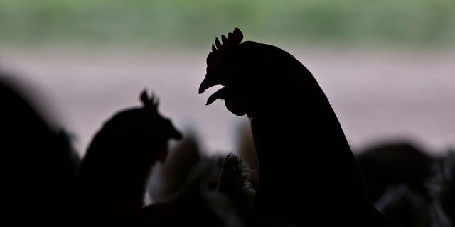 The silhouettes of Lohmann Brown chickens are seen standing inside a barn at Meadow Haven Farm, a certified organic family run farm, in Sheffield, Illinois.