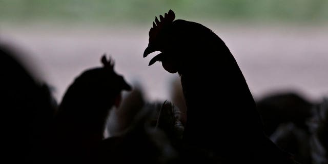 The silhouettes of Lohmann Brown chickens are seen standing inside a barn at Meadow Haven Farm, a certified organic family run farm, in Sheffield, Illinois.