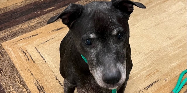 Macy, a senior Labrador retriever, is in a bonded pair with her best buddy and Pitbull terrier, Coco.