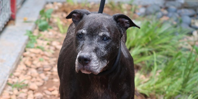 Macy, an 11-year-old Labrador retriever, is available for adoption at Charlotte-Mecklenberg Animal Services in Charlotte, North Carolina.