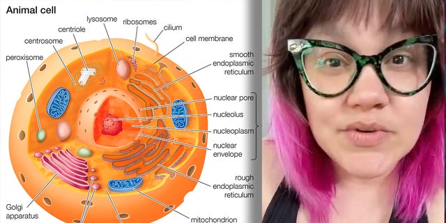 Science teacher claiming cell biology is part of 'capitalist indoctrination.' 