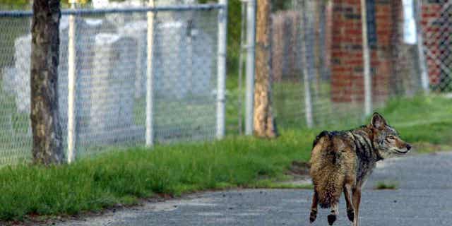 A coyote walks away from a cemetery in Massachusetts. Officials in Nahant, Massachusetts, have hired federal officials to kill coyotes.